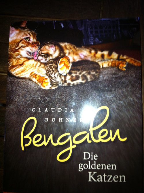 Bengalen - die goldenen Katzen